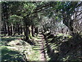 Llwybr wrth ystlys coed / Path on the edge of woodland