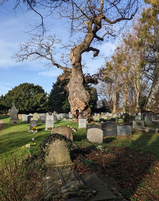 Ancient tree, Walford © Jaggery :: Geograph Britain and Ireland