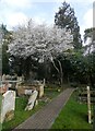 St. Michael and All Angels churchyard, Harbledown