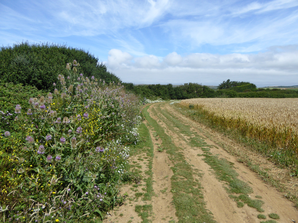 Teasels By Track Shepherds Chine © Robin Webster Cc By Sa20 Geograph Britain And Ireland 9004