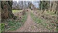 Footpath in the woods