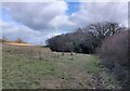 Abberley Circular Walk near Haseland Farm