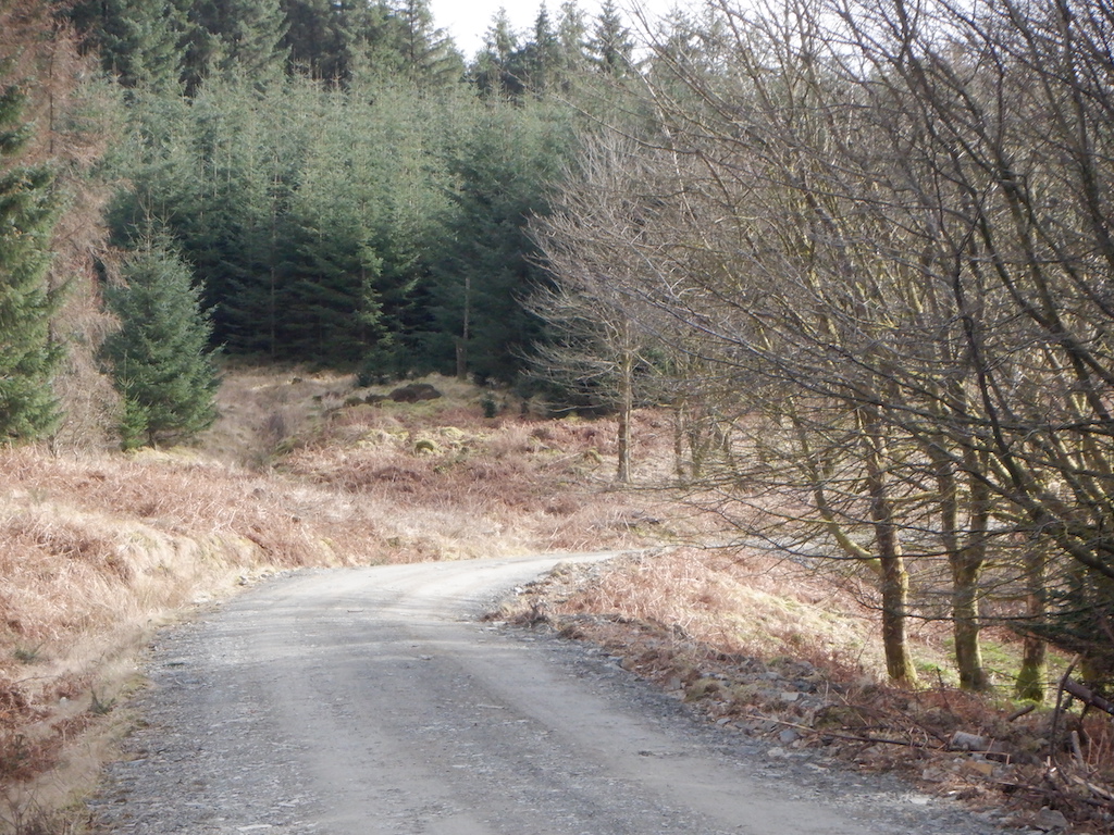 Logging Road Margree Forest © Richard Webb Geograph Britain And Ireland 1008