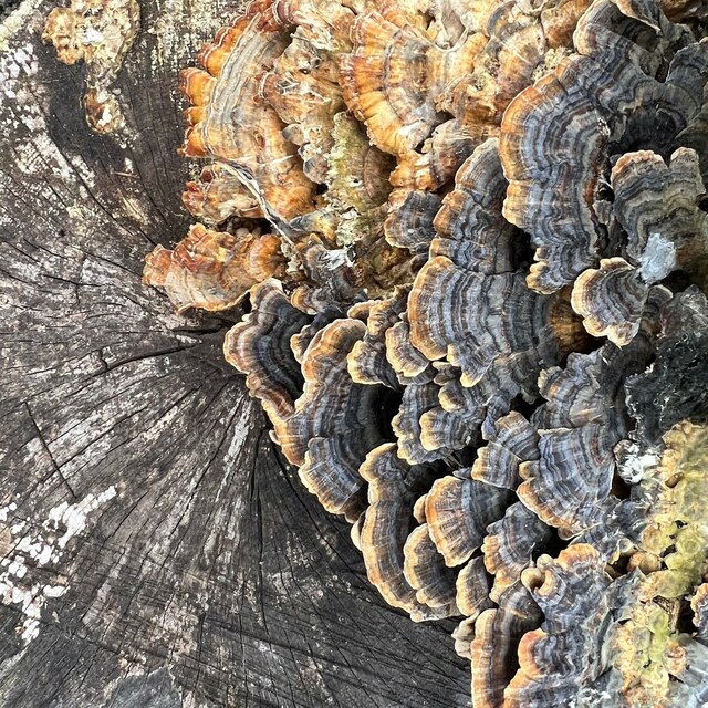 Bracket fungus on a tree stump