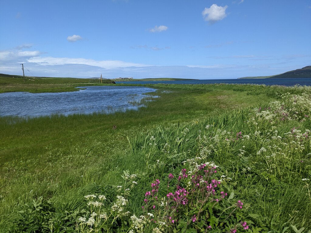 wildflowers-by-loch-of-vastray-david-medcalf-cc-by-sa-2-0-geograph