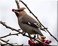 J5081 : Waxwing, Bangor by Rossographer