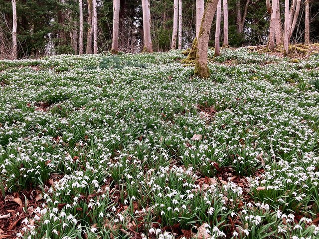 Snowdrops in the woodland of the Rosehaugh Estate
