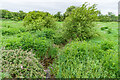 Wroxall Stream