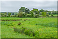 Wroxall Stream