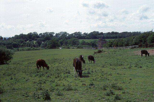 Cattle in field near the castle