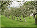 Blossoming trees in Dragon Orchard