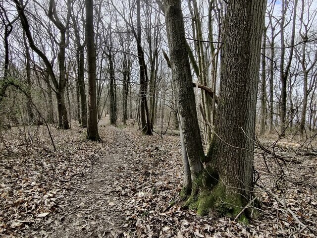 Woodland and path on Abberley Hill © Mat Fascione cc-by-sa/2.0 ...