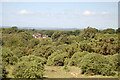 Gorse bushes