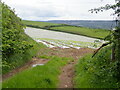 Field of maize near Llansaint