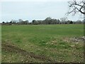 Tir fferm Bontnewydd / Bontnewydd farmland