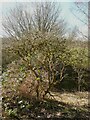 Mossy tree near Wyke Beck, Wyke