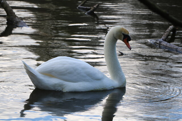 Mute Swan, Rozelle Park Ayr