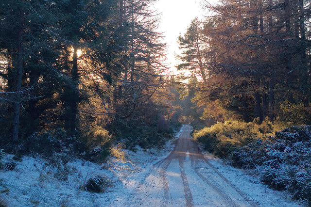 Forestry Road in the Millbuie Forest