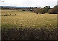 Farmland at Jellyholm