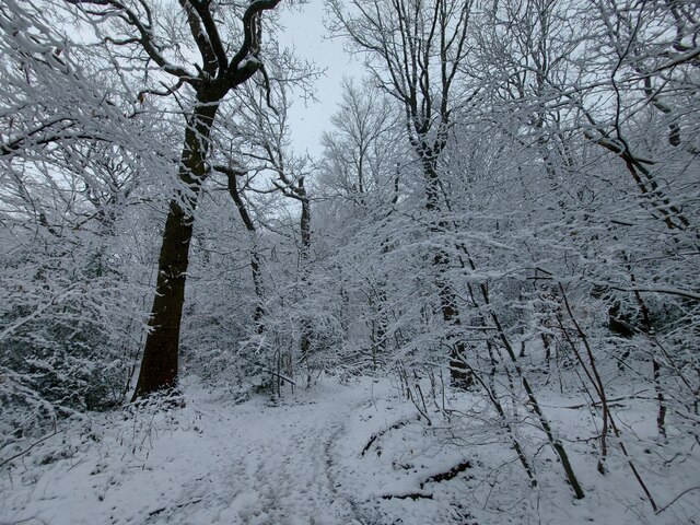 Upper Fell Greave Woods in the snow