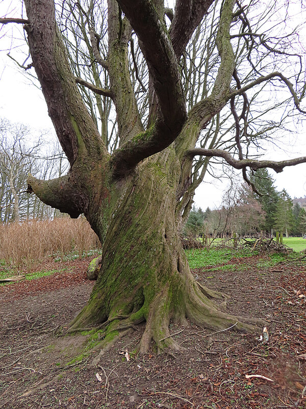 Twisted Tree © Anne Burgess ccbysa/2.0 Geograph Britain and Ireland