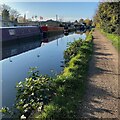 Regrowth of alder, Grand Union Canal, Warwick