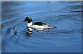 Male goosander