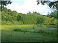 Field behind house on Ferndale Road