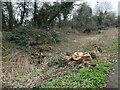 Felled tree, the Derby Canal, Chellaston