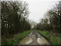 Blackberry Lane near Sileby