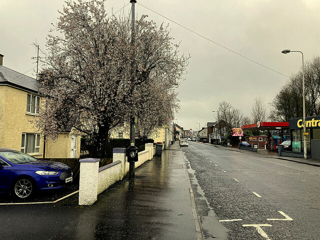 Flowering cherry tree, Campsie Road, Omagh