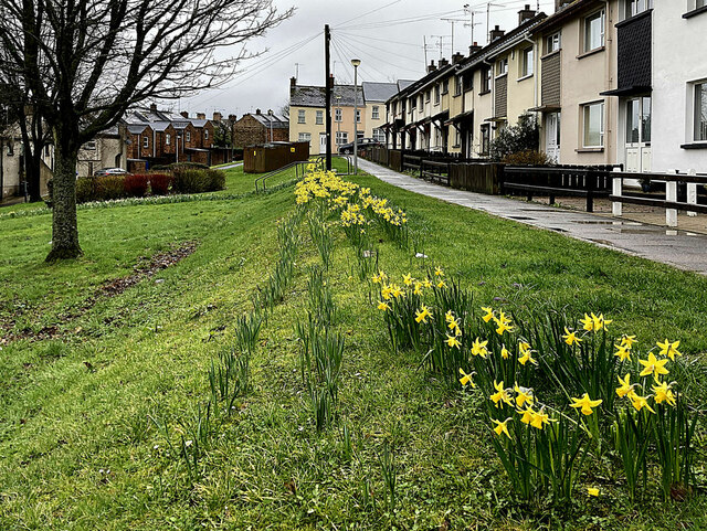 Daffodil display, Gallows Hill, Omagh