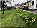 Daffodil display, Gallows Hill, Omagh