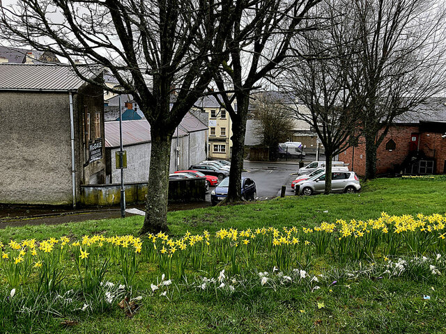 Daffodil display, Gallows Hill, Omagh