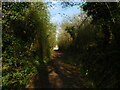 Featherbed Lane woodland path, Apsley