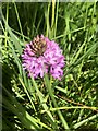 Pyramidal Orchid