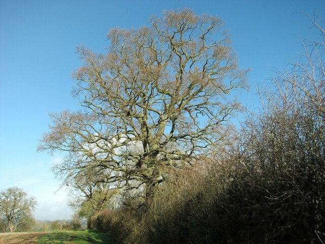 Old oak tree and hedge flanking a farm track