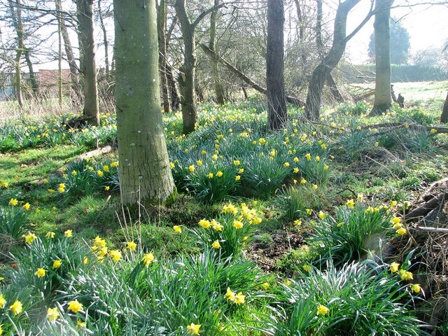Daffodils in a copse above the River Yare