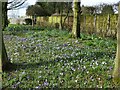 Crocuses in Sandbach Park