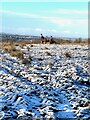 Horses in field