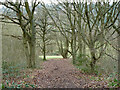 Path in Manor Park, Whyteleafe