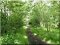 Footpath in the woods at Fishcross