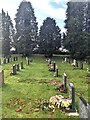 Evergreen trees in winter, Bulwark, Chepstow