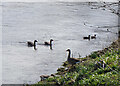 NT7233 : Geese and ducks on the Tweed, Kelso by Jim Barton