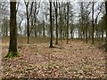 Looking into Blackwood Forest