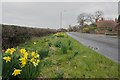 Daffodils beside Weston Road