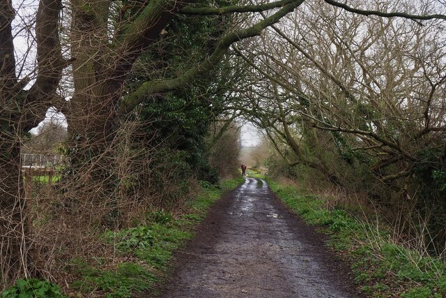 Track overhung by ash trees