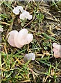 Pink jelly fungus