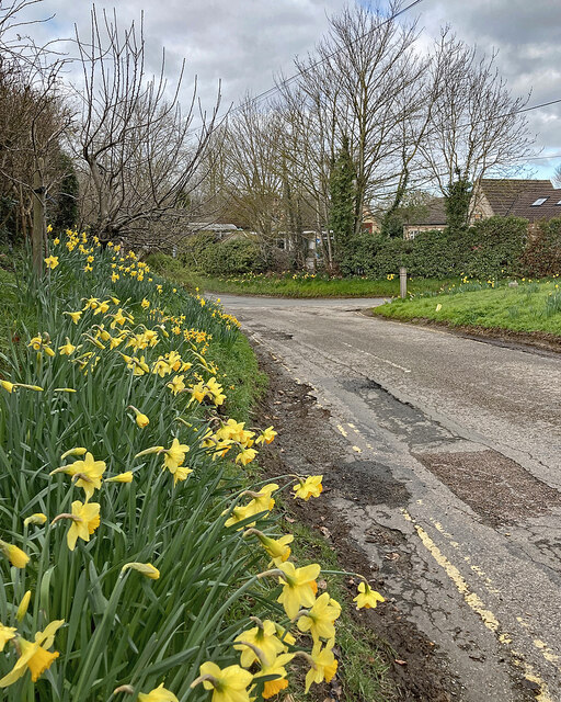 Thriplow: daffodils on School Lane