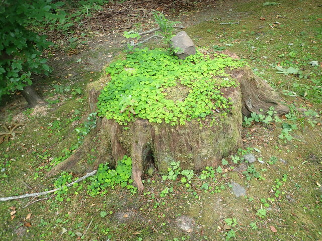 Shamrock-covered tree stump at Bunchrew